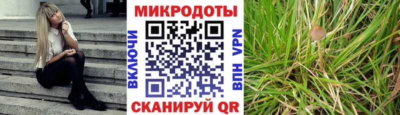 Галлюциногенные грибы Psilocybe Мончегорск
